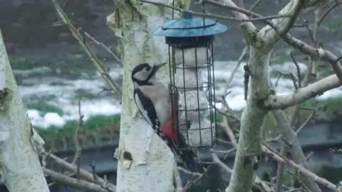 John Sadler A woodpecker is perched on the side of a birdfeeder next to the canal. The photograph shows the black, white and red bird close up with bare branches around it.