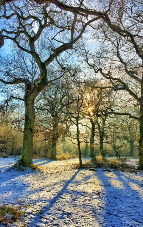 Tim Turan Brasenose Woods in snow