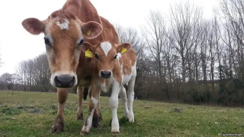 CALFATFOOTDIARY Cows at Calf at Food Diary in Suffolk