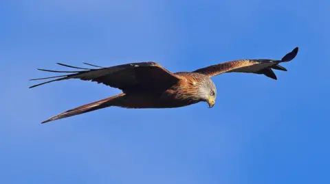 The bird of prey is soaring against a blue sky. It is red, brown and grey in colour and it is looking down towards the ground.