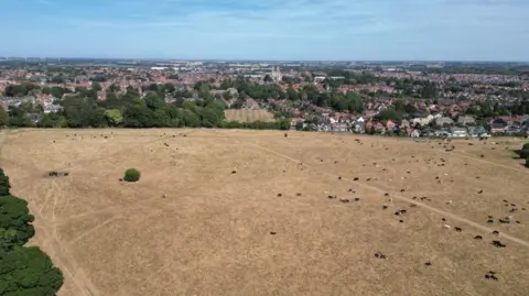 An aerial view of Beverley Westwood, a pasture full of cattle, surrounded by trees and the neighbourhood of Beverley. The pasture is beige, dry and scorched due to the hot, dry weather.