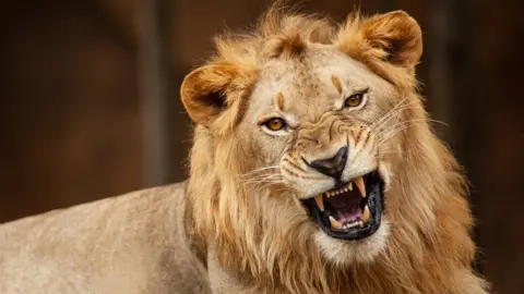 Lion kills zookeeper at Nigeria's Obafemi Awolowo University