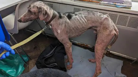 Walking skeleton dog dumped in Barnsley gets new lease of life