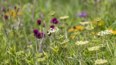 Rebekah Kennington/Asthma + Lung UK A close up view of an expanse of wildflowers of different heights and colours stretching into the distance. In the foreground are several plants with clusters of white flat flowers at the top of each green stem. Behind them, in the middle ground in soft focus, are several plants with deep red rounded flowers . Further in the distance are yellow and pink flowers.