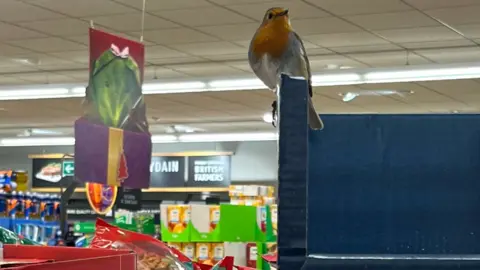 Robin Eveleigh / Hook News Robin in Aldi