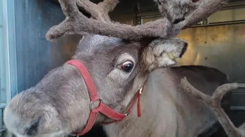 A reindeer in a trailer wearing a red harness. The antlers of a second reinder can be seen in the bottom right of the picture.