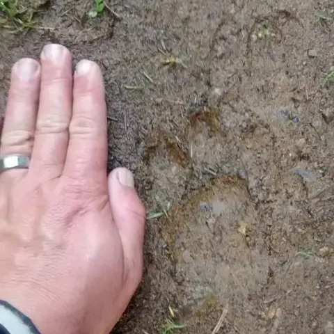 Scottish Big Cat Research Team A human hand, complete with silver metal wedding ring, is laid flat on some mud to show the scale of a large animal paw-print on the ground. The print has three forward pads and a large central pad, in a style characteristic of cats. It is a large print, almost the size of the human hand.