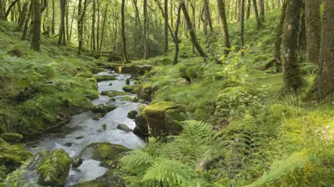 Getty Images Forest, Dartmoor, Devon