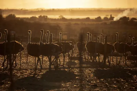 GIANLUIGI GUERCIA / AFP / GETTY IMAGES Ostriches walk in a field at sunset.