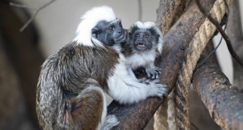 two tamarin monkeys on a branch