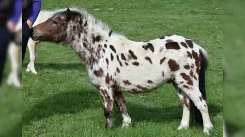 A miniature horse with white and brown spots is standing in a green field.