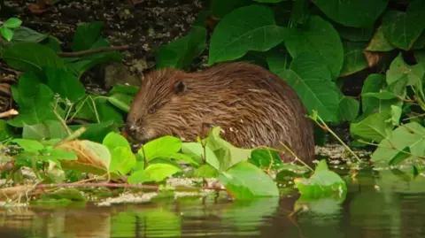 A beaver on the banks of a river eating green leaves