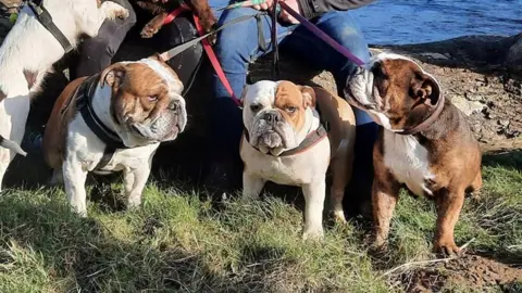 Athena Picture Agency Three dogs on a patch of grass being held on leads by a person who is not visible in the photo.
