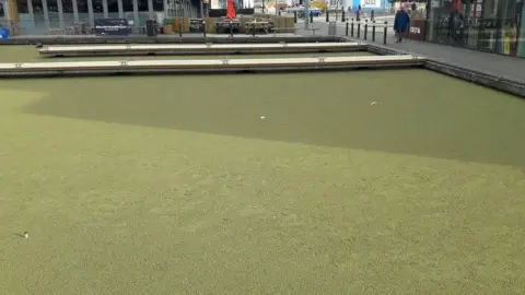 Canal and River Trust A large area of weed which is covering water. Around the canal is a concrete area, the glass part of a building and someone walking. 
