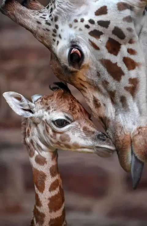 Chester Zoo Giraffes