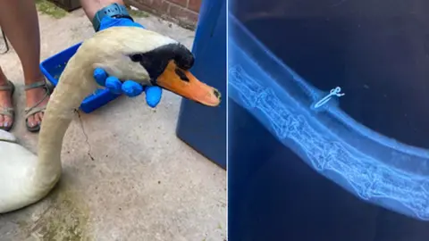 RSPCA Injured swan