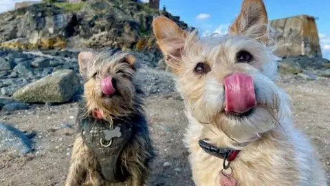 Two dogs are sitting on a rocky beach. The dog on the left is a small, light brown and black terrier type dog with a slightly shaggy coat.  Its tongue is reaching up to its nose. It is wearing a harness with a small bone-shaped metal piece on the front. The dog on the right is a light tan or cream-colored dog with a similar shaggy coat. Its ears are perked up.  Its tongue is also reaching up to its nose.