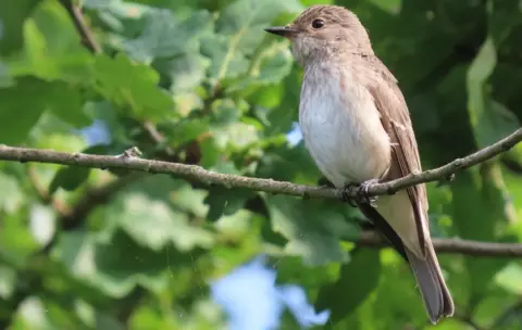 Ben Rumsby Spotted Flycatcher by Ben Rumsby