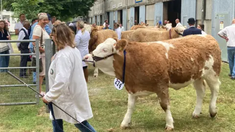 Rob Sykes/BBC A woman wearing a white coat walks along while leading a brown and white cow on a lead, behind her. 