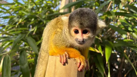 Hoo Zoo and Dinosaur World A squirrel monkey, which has a brown head, blonde ears, and yellow-orange fur, sits on a wooden post with green leaves behind it. Its paws are holding the end of the post.