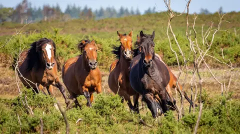 Getty Images Five New Forest ponies running through green gorse.