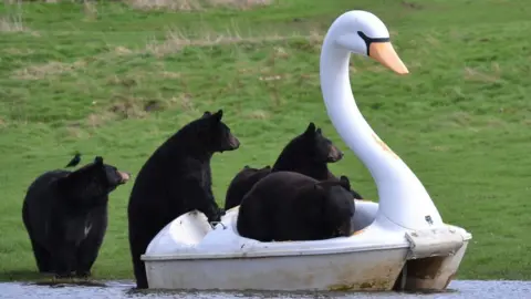 Woburn Safari Park Black bears crowd on to a pedalo in the shape of a white swan