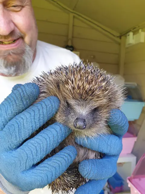 Holderness Hedgehog Hospital A man wearing gloves holds up Hope the hedgehog