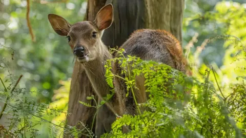 A deer is standing in a wood looking back over its shoulder towards the camera, there is some bracken in the foreground and a tree trunk behind it. There is a hint of sunlight breaking through the tree canopy in the background.