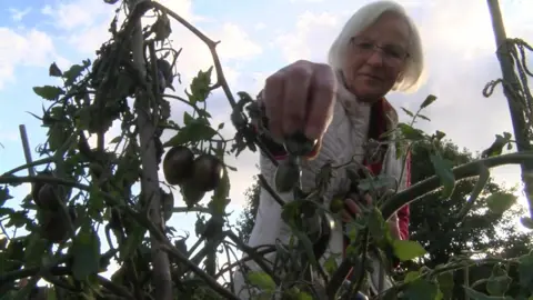 BBC Simka Dunn picks a green tomato from a plant at Henley Road allotment