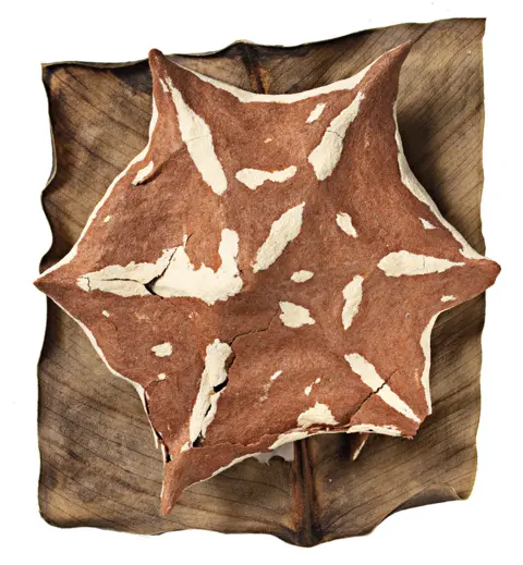 NATURAL HISTORY MUSEUM Nest