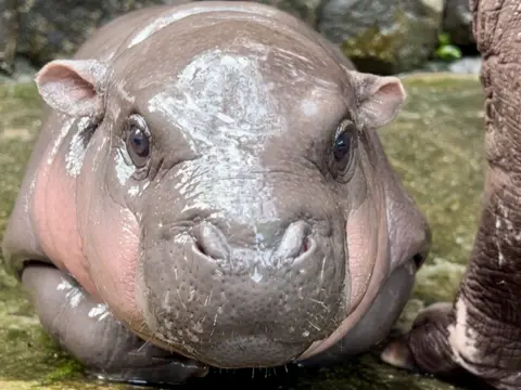 Khao Kheow Open Zoo/X Moo Deng, a two-month-old female pygmy hippopotamus, looks at the camera at the Khao Kheow Open Zoo.