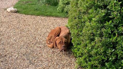 Roxy, the Dogue de Bordeaux cross curled up on a driveway next to a green bush