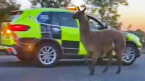 Llama on M55