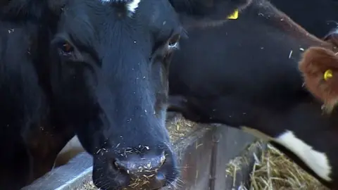 BBC Stock photo Cattle