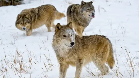 Universal Images Group via Getty Images Alpha female Gray Wolf (Grey Wolf with subordinate males, Montana, USA