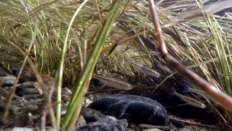 Minnows in Swindale Beck