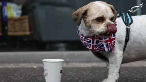 PA Dog drinking from a paper cup