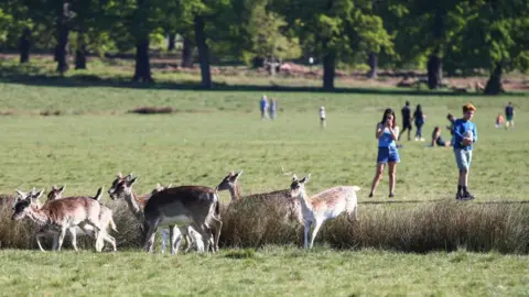 Getty Images A group of fallow deer moves through tall grass in a sunny park while visitors stand nearby on the green, including a woman taking a photo with her phone and a young man holding a ball. Lush green trees line the background.