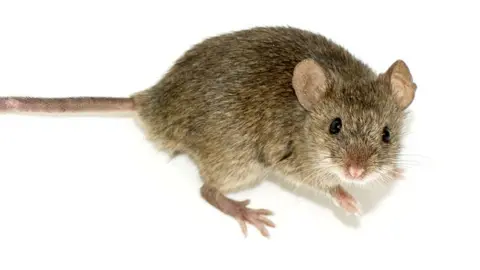 George Shuklin File image of a mouse