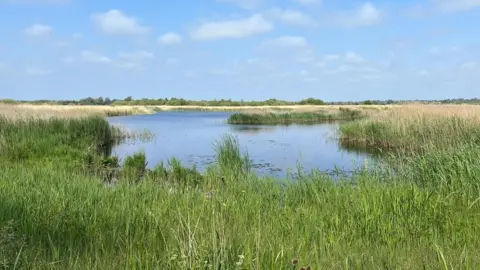 Shaun Whitmore/BBC Strumpshaw Fen