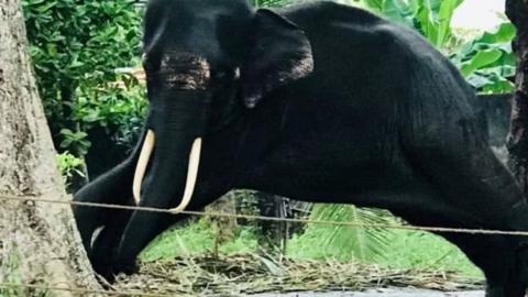 Gajah meraung kesakitan karena disiksa kuil di Sri 