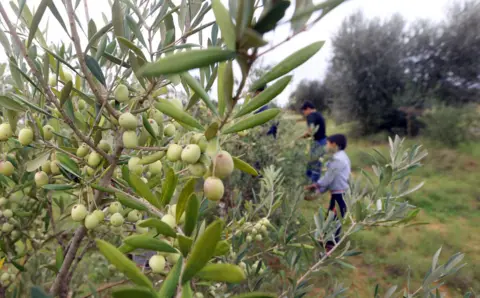 AFP An olive grove in Tarhuna