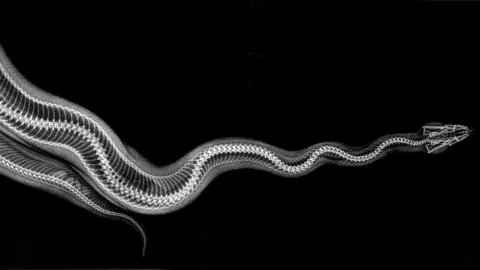 Oregon Zoo X-ray of ball python