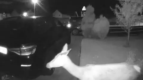 A deer wanders by the front of a house in black-and-white doorbell camera footage captured in Helmsdale at night