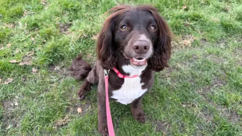 BBC Dolly, a brown cockapoo with a white chest, with a red collar and lead, sits in a grassy area. She is looking up towards the camera