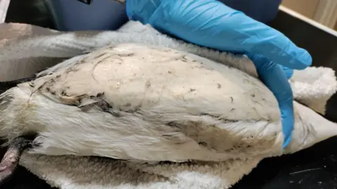 Kelly Huitson/Alderney Animal Welfare Society The razorbill is being held on a towel revealing its front which is covered in a shiny, sticky-looking substance. A gloved hand is carefully holding the bird and one of its legs is just visible.