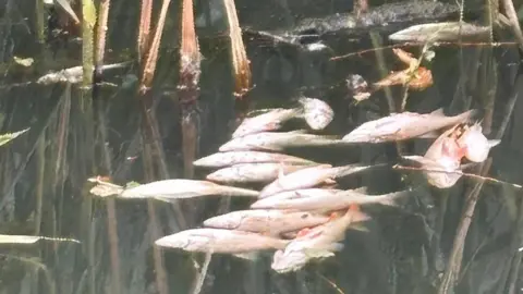 Alec Brown A group of fish floating upside down and dead in the water. Reeds are in the background of the picture.