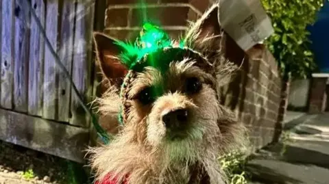 A terrier cross dog wearing headgear which is lit up green.