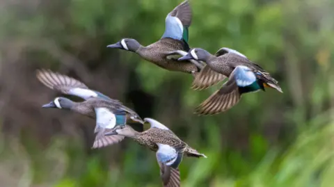 Getty Images A flock of blue-winged teal in flight at the Orland Wetlands in Florida