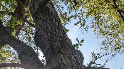 Tom Shuttleworth A mature tree including smaller branches and leaves with blue sky in background